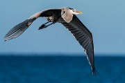 Sea of Cortez  Great Blue Heron : Great Blue Heron